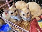 Adopt Gandoff a Cream or Ivory (Mostly) Domestic Shorthair / Mixed (short coat)
