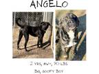 Adopt Angelo a Mixed Breed (Medium) / Mixed dog in Albany, GA (40242528)