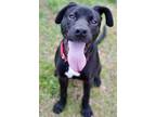 Adopt Mr. Beans a Black Labrador Retriever dog in Jacksonville, NC (40877653)