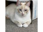 Adopt Purrington a Cream or Ivory Domestic Shorthair (short coat) cat in San