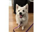 Adopt Mochi a White American Eskimo Dog / Mixed dog in New York, NY (41226003)