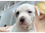 Adopt DAISY a White - with Black Staffordshire Bull Terrier / Pit Bull Terrier /