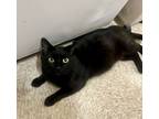 Adopt Tomas a All Black Domestic Shorthair (short coat) cat in Marina del Rey
