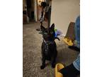 Adopt Dominic a All Black Domestic Shorthair / Mixed (short coat) cat in San