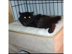 Adopt bubbles a All Black RagaMuffin / Mixed (medium coat) cat in Citrus
