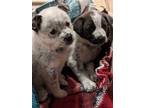 Adopt Bluey a Gray/Silver/Salt & Pepper - with Black Blue Heeler / Mixed dog in