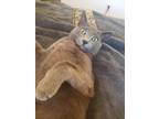 Adopt Oscar a Gray or Blue American Shorthair / Mixed (short coat) cat in San