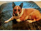 Adopt Cheyanne a Brown/Chocolate - with White Corgi / Mixed dog in Waterford