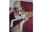 Adopt Roulette a Merle Australian Shepherd / Mixed dog in Hurlock, MD (41253077)