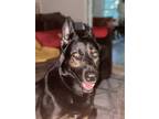 Adopt Mya a Black - with Tan, Yellow or Fawn German Shepherd Dog / Mixed dog in