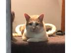 Adopt Nacho a Orange or Red Tabby Domestic Shorthair (short coat) cat in