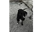Adopt Skippy a Black American Pit Bull Terrier / Mixed Breed (Medium) / Mixed