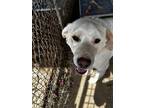 Adopt Homer a White Great Pyrenees / Mixed dog in Bendena, KS (41206667)