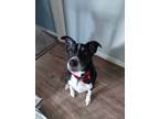 Adopt Jack a Black - with White Border Collie / Mutt / Mixed dog in Ellwood