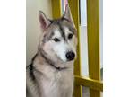 Adopt Simba a White - with Gray or Silver Husky / Mixed dog in Miami