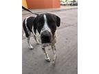 Adopt Parker a Black German Shorthaired Pointer / Mixed Breed (Medium) / Mixed