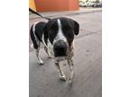 Adopt Parker a Black German Shorthaired Pointer / Mixed dog in Fort Worth