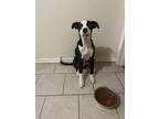 Adopt Buster a Black - with White Mixed Breed (Medium) / Mixed dog in Dallas