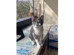 Adopt kiwi a Gray or Blue (Mostly) American Shorthair / Mixed (short coat) cat