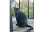 Adopt Cat a Tortoiseshell American Shorthair / Mixed (short coat) cat in Santa