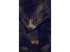 Adopt Ace a Gray, Blue or Silver Tabby Domestic Shorthair / Mixed (short coat)