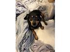 Adopt Cage a Black - with Tan, Yellow or Fawn Miniature Pinscher / Mixed dog in