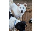 Adopt Yeoreum a White Shiba Inu / Jindo / Mixed dog in Palisades Park