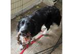 Adopt Thor a Black - with White Australian Shepherd / Mixed dog in Raleigh