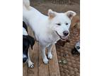 Adopt Yeoreum a White Shiba Inu / Jindo / Mixed dog in Torrance, CA (41175305)