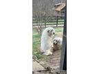 Adopt Adam and Eve a White Great Pyrenees / Great Pyrenees / Mixed dog in
