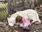 Adopt Bear a White - with Tan, Yellow or Fawn Great Pyrenees / Mixed dog in