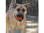 Adopt Benny a Brown/Chocolate - with Tan Black Mouth Cur / Mixed dog in Grass