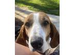 Adopt Lucia a Tricolor (Tan/Brown & Black & White) Treeing Walker Coonhound /