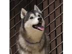 Adopt Koda a Black - with Gray or Silver Husky / Mixed dog in Grass Valley