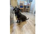 Adopt Mijo a Black - with White Dachshund / Terrier (Unknown Type