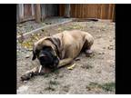 Adopt Charlie a Tan/Yellow/Fawn Mastiff / Mixed dog in Elk Grove, CA (41027201)