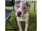 Adopt Enzo a Gray/Blue/Silver/Salt & Pepper American Pit Bull Terrier / Mixed