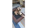 Adopt Rio a Brindle Australian Kelpie / Mixed dog in Magnolia, TX (41015111)