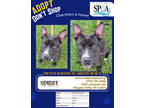 Adopt Spirit a Black American Pit Bull Terrier / Mixed Breed (Medium) / Mixed