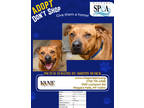 Adopt Kane a Brindle American Pit Bull Terrier / Mixed Breed (Medium) / Mixed