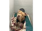 Adopt Brodie a Red/Golden/Orange/Chestnut Mutt / Mixed dog in Hamilton