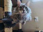 Adopt Squish a Gray or Blue Domestic Longhair / Mixed (long coat) cat in