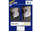 Adopt Nelson a Gray/Blue/Silver/Salt & Pepper American Pit Bull Terrier / Mixed
