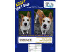 Adopt Essence a Tan/Yellow/Fawn Husky / Mixed Breed (Medium) / Mixed (short