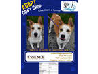 Adopt Essence a Tan/Yellow/Fawn Husky / Mixed dog in Niagara Falls