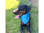 Adopt Lando a Black Doberman Pinscher / Mixed (short coat) dog in Grand Prairie