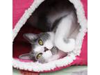 Adopt Sully a Gray or Blue Domestic Shorthair / Domestic Shorthair / Mixed cat