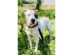 Adopt Rosie a White - with Gray or Silver Pit Bull Terrier / Mixed dog in marble