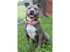 Adopt Dairy - Adoptable a American Pit Bull Terrier / Mixed Breed (Medium) /