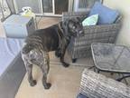 Adopt Odin a Brindle - with White Cane Corso / Mixed dog in Phoenix